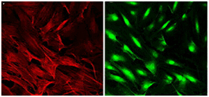 如何為您的多肽選擇合適的熒光標記試劑.jpg 如何為您的多肽選擇合適的熒光標記試劑.jpg